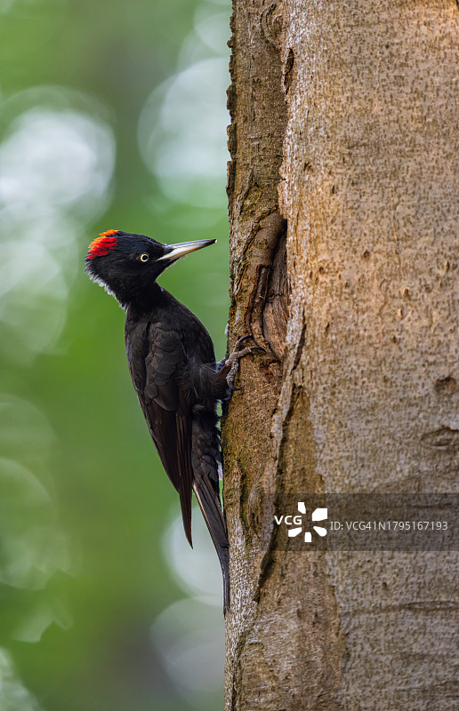 德国日落时分的黑啄木鸟图片素材