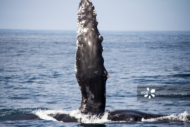 清澈天空下的海洋特写，美国加利福尼亚州蒙特雷图片素材