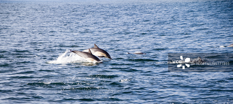 美国加利福尼亚州蒙特雷座头矮小须鲸在海中游泳的高角度景观图片素材