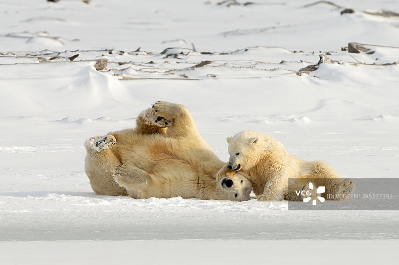 两只北极熊打闹玩耍，阿拉斯加，美国图片素材