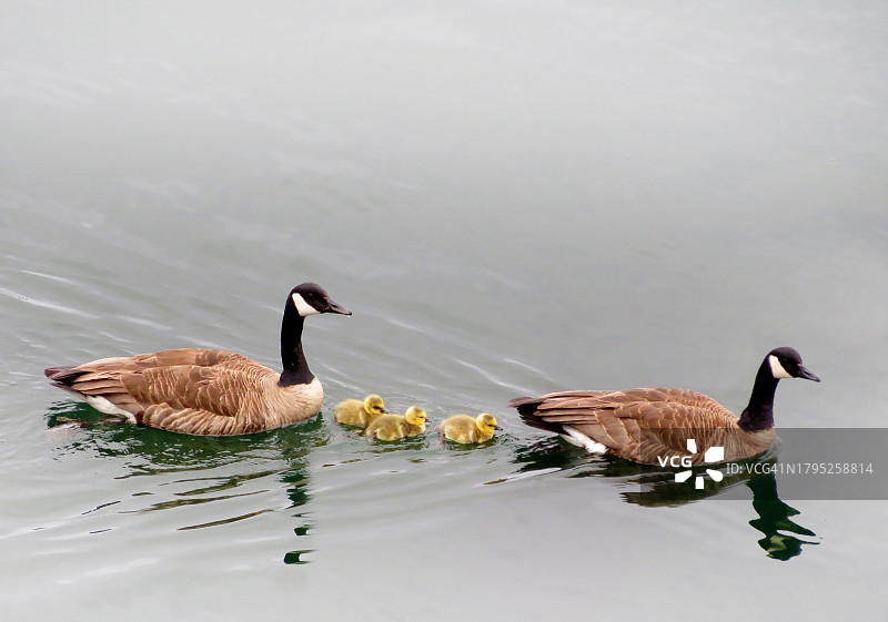 加拿大鹅一家图片素材