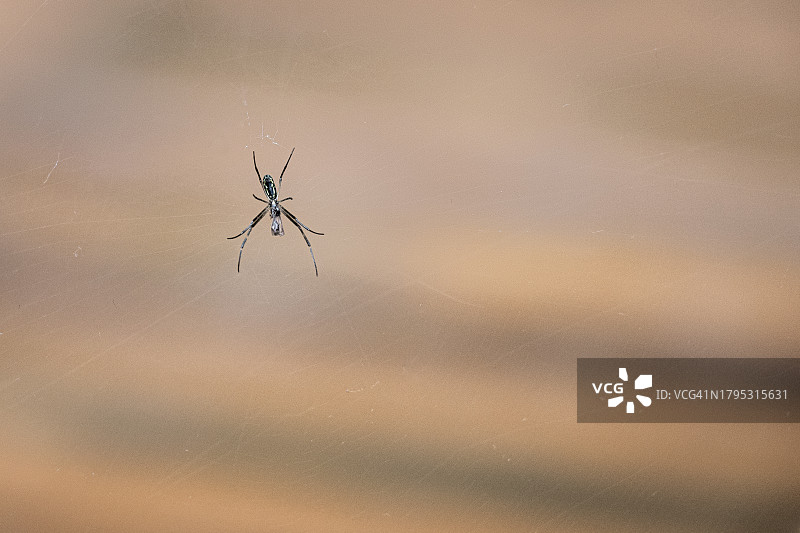 树枝上的蚂蚁特写图片素材