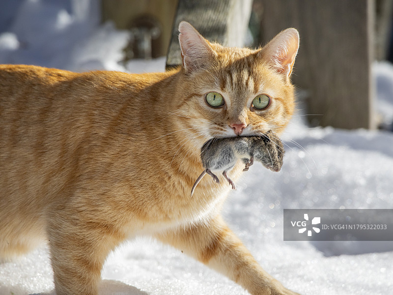 猫咪站在雪地上的特写图片素材
