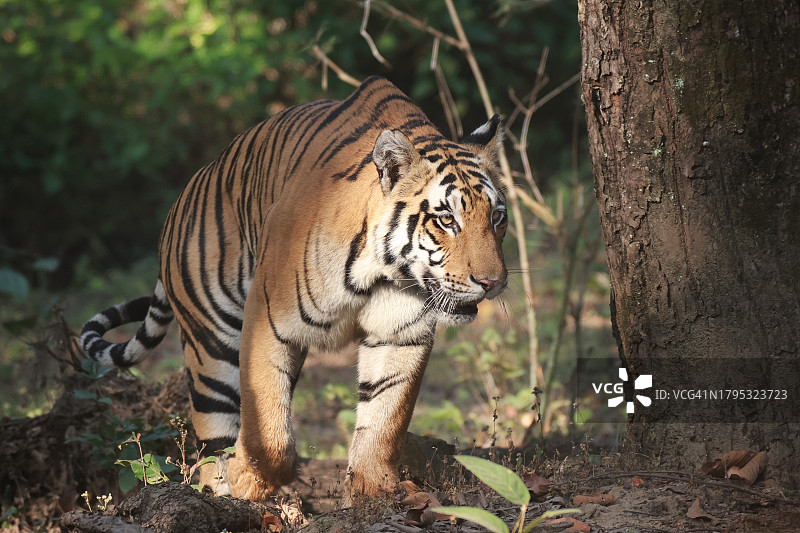 站立在田野上的苏门答腊虎肖像图片素材