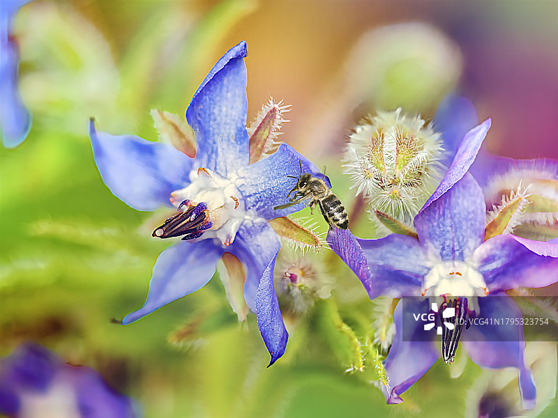紫色鸢尾花特写图片素材