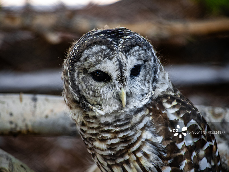 茶色猫头鹰的特写肖像，美国图片素材