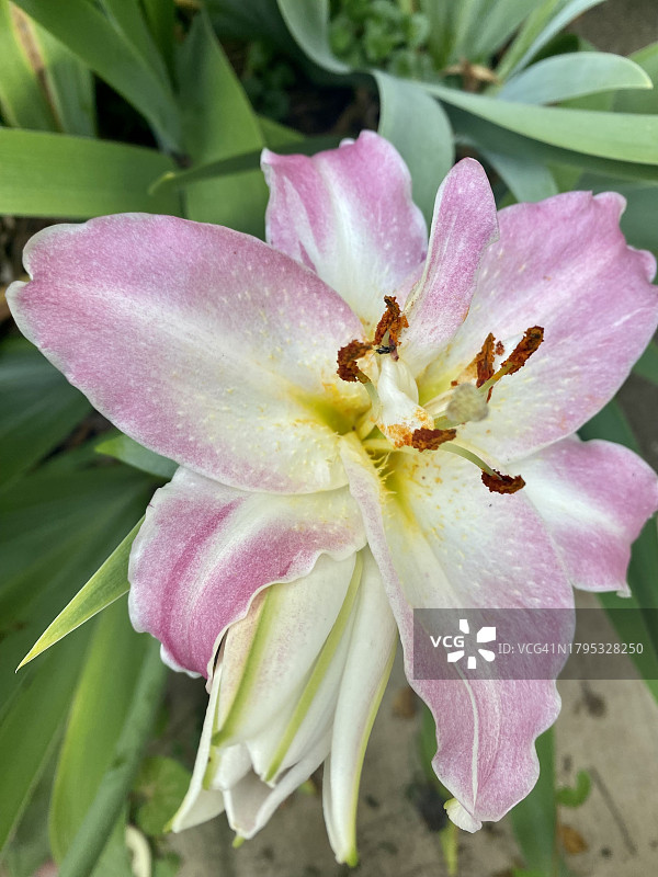 粉色花朵特写，美国爱荷华州迪比克图片素材