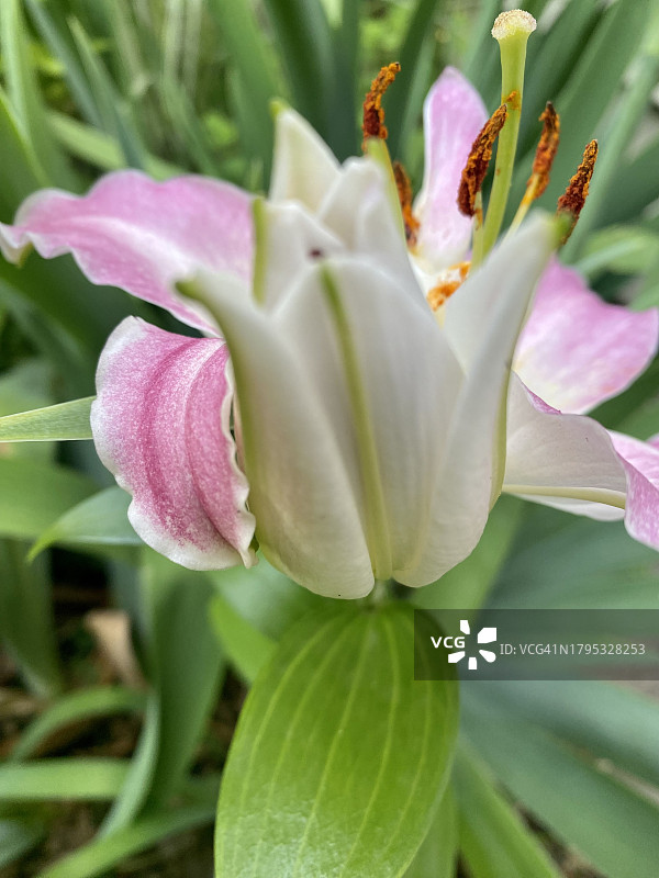 粉色玫瑰花特写，美国艾奥瓦州迪比克市图片素材