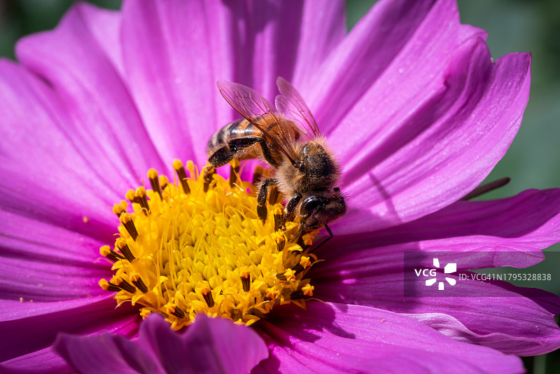 蜜蜂在紫色花朵上授粉的特写图片素材