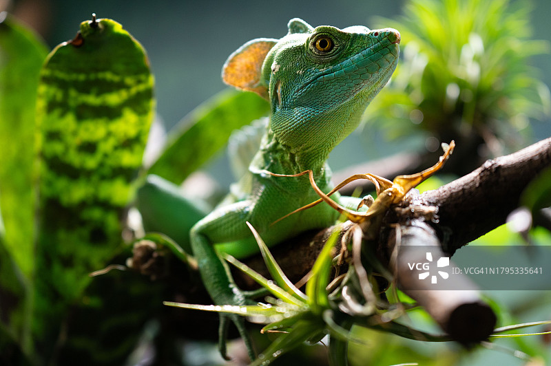 近距离观察植物上的鬣蜥图片素材