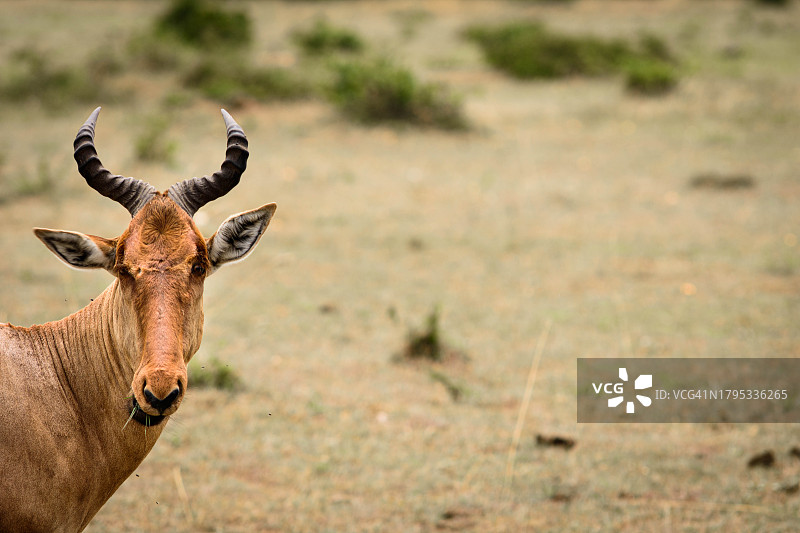 鹿站在田野上的肖像图片素材