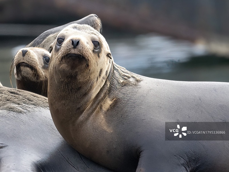 美国加利福尼亚州莫斯兰丁岩石上的海豹特写图片素材