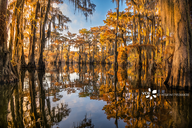 德克萨斯沼泽的金色时刻图片素材