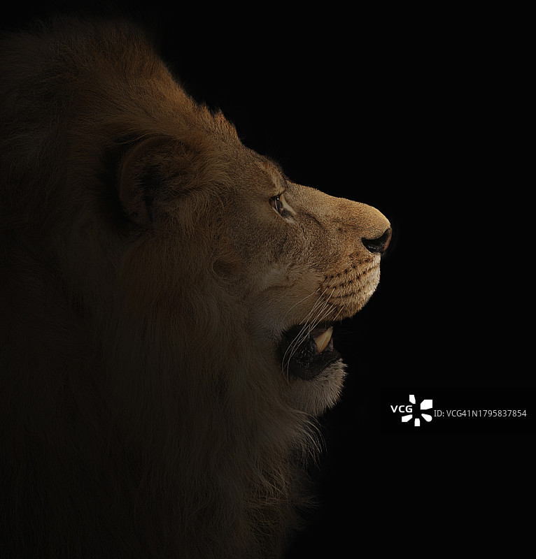 黑色背景上的狮子图片素材