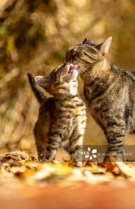流浪猫家庭图片素材