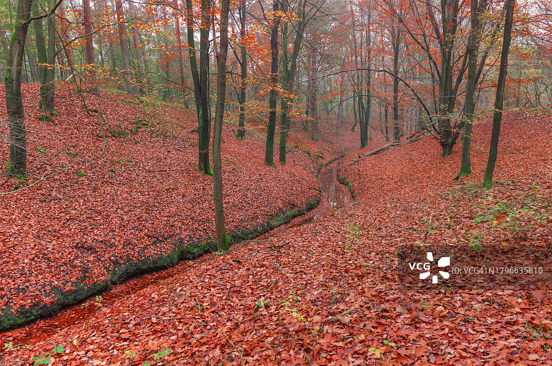 Eerbeek的Countess Brook秋景图片素材
