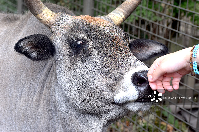非洲瘤牛图片素材