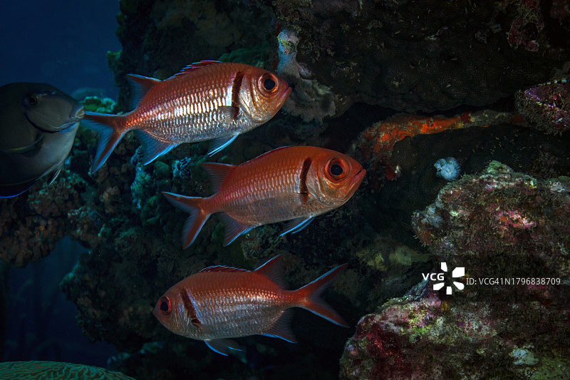 黑带棘鲷图片素材