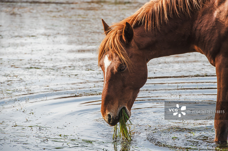 站在河里的野马，亚利桑那州，美国图片素材