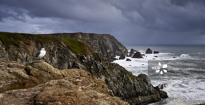 美国加州博德加湾，海边岩石上站立的鸟，背景是多云的天空图片素材