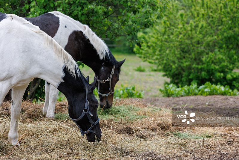 两匹马在草原上吃草图片素材