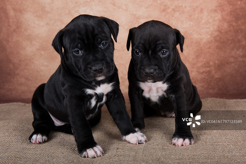 沙发上两只可爱的小狗图片素材