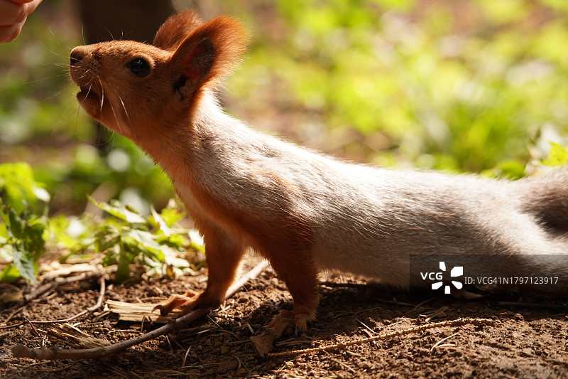 田野上的松鼠特写图片素材