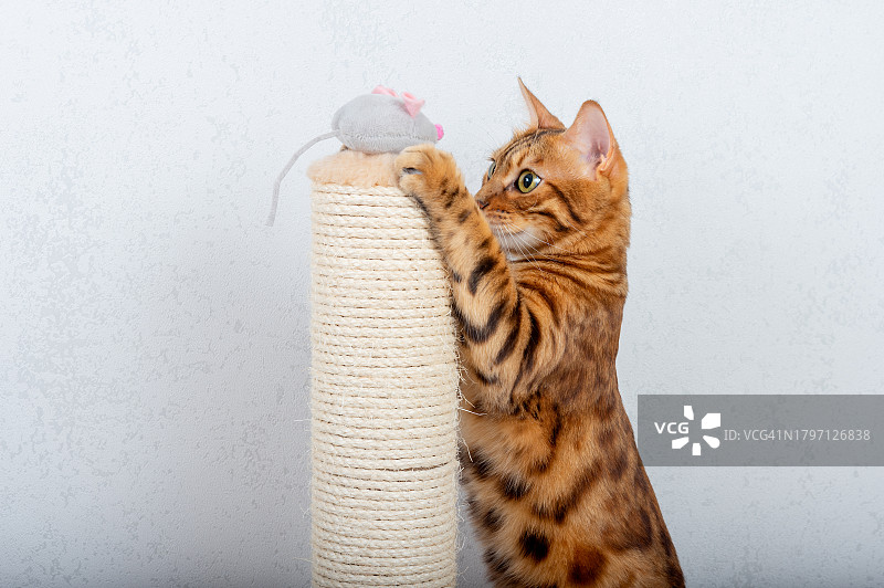 孟加拉猫在猫抓板旁玩毛绒玩具老鼠图片素材