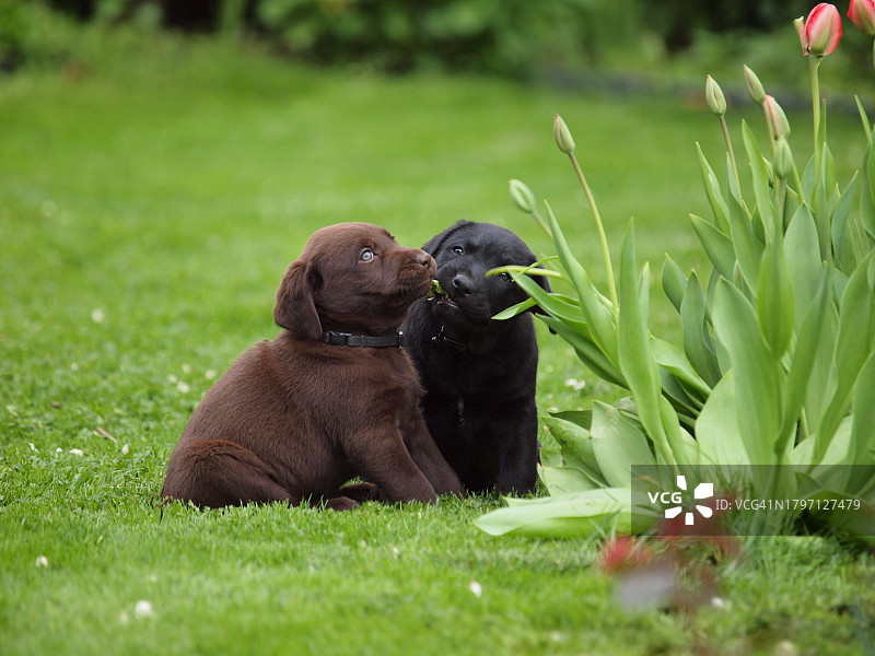 两只拉布拉多寻回犬在田野上玩耍的特写图片素材