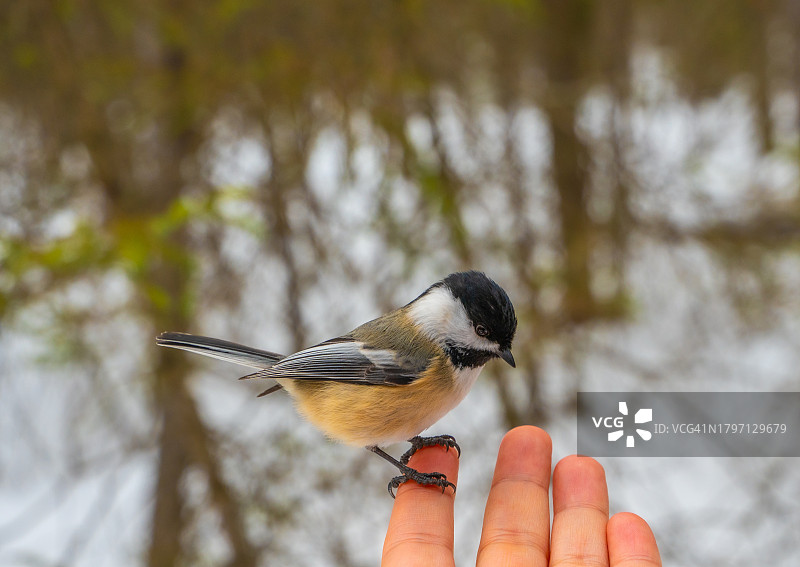 小鸟栖息在手指上的特写图片素材