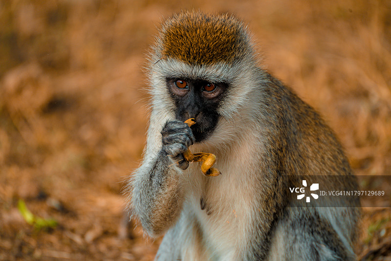 非洲绿猴嗅食物的特写图片素材