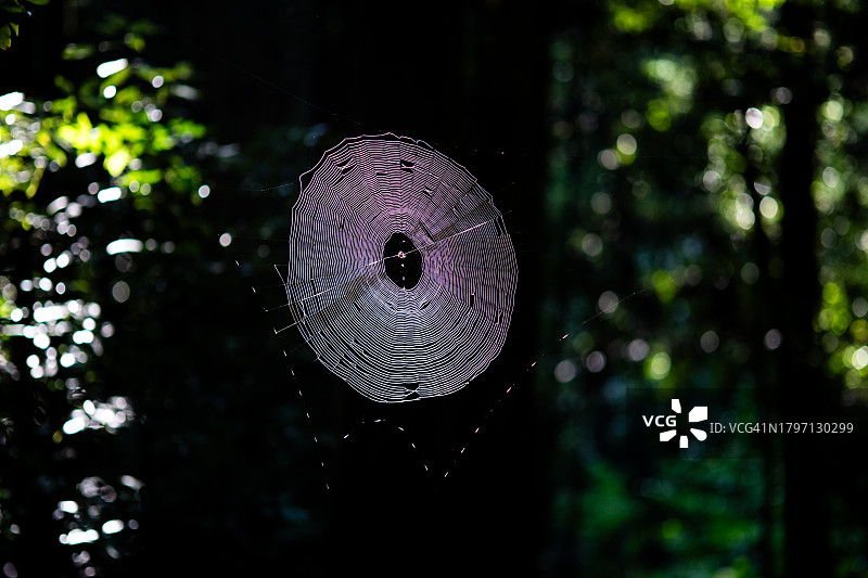 低角度拍摄：蜘蛛网悬挂在日本的树上图片素材