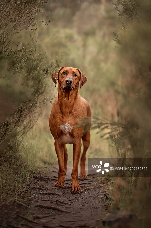 站在泥泞路上的狗的肖像图片素材