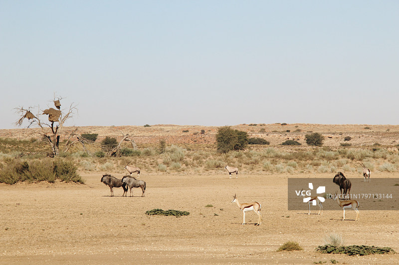 蓝角马和跳羚在晴空下的沙漠风光图片素材