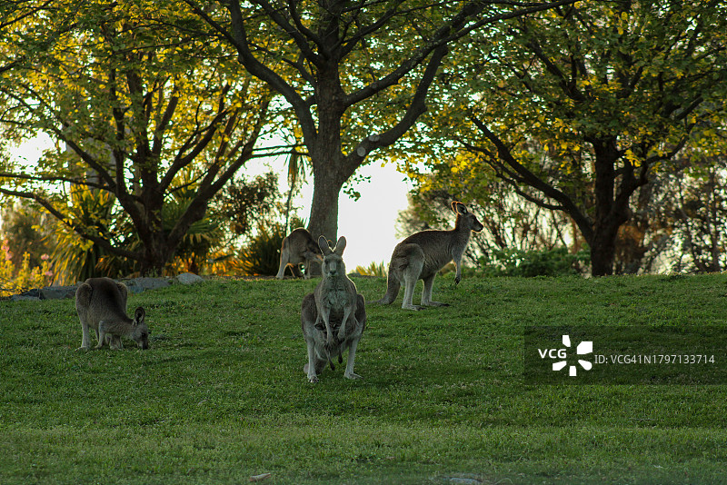 袋鼠保护幼崽，其他袋鼠在田野上吃草图片素材