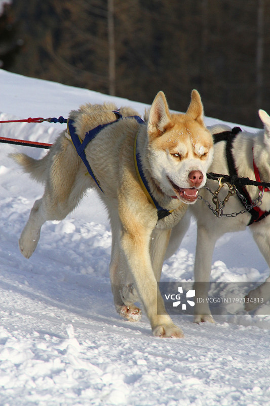 雪地上行走的雪橇西伯利亚哈士奇图片素材