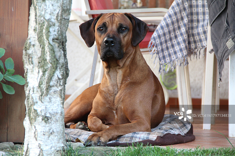 在家中地板上坐着的纯种狗肖像图片素材