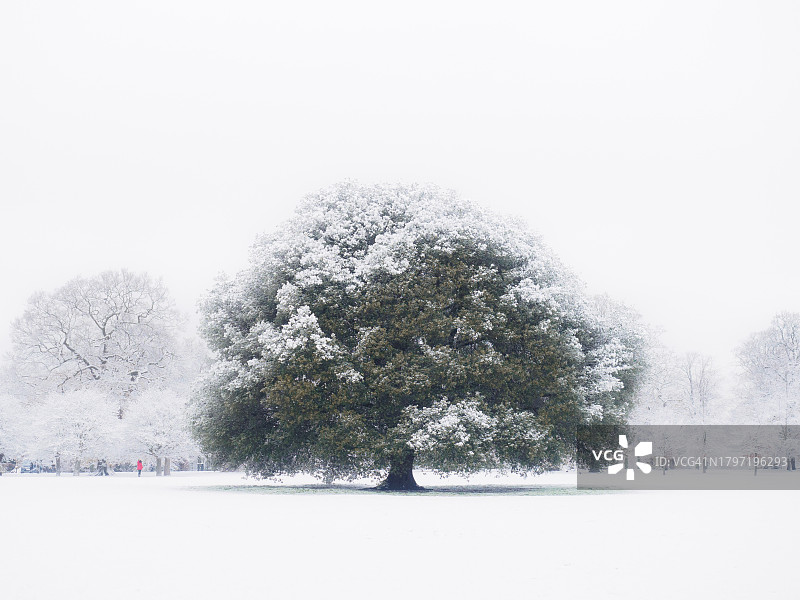 雪原上的树木，伦敦，英国图片素材