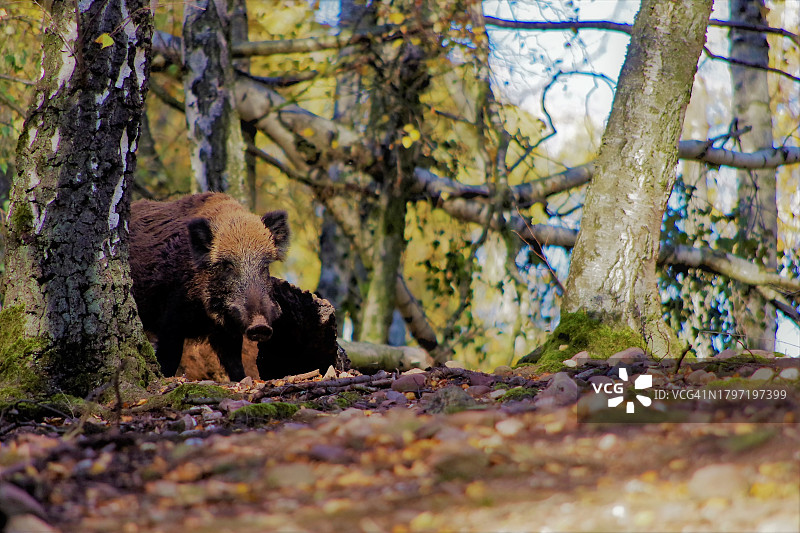 坐在森林树干上的熊的画像图片素材
