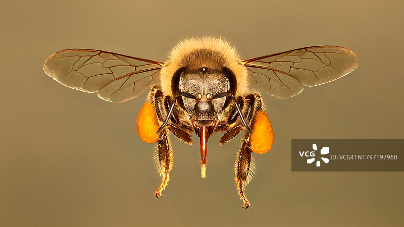 非洲蜜蜂特写图片素材