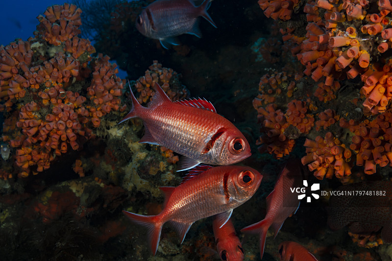 黑带棘鲷图片素材