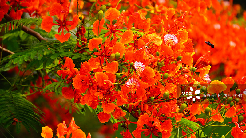 凤凰木花瓣昆虫飞舞图片素材