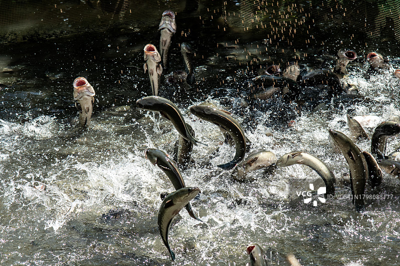 跳跃的鱼图片素材