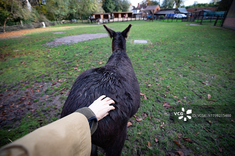 享受挠背的棕色驴的后视图图片素材