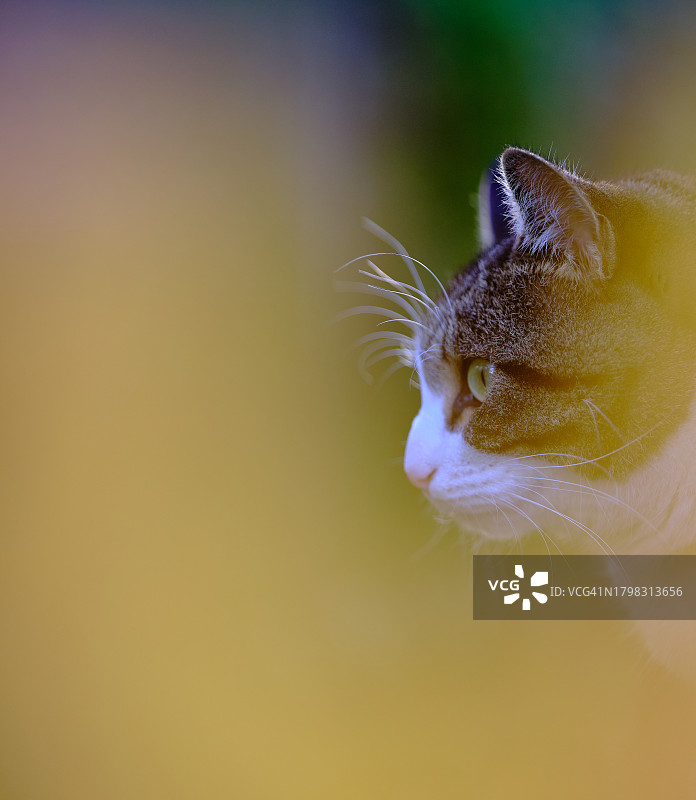 虎斑猫的侧面图片素材