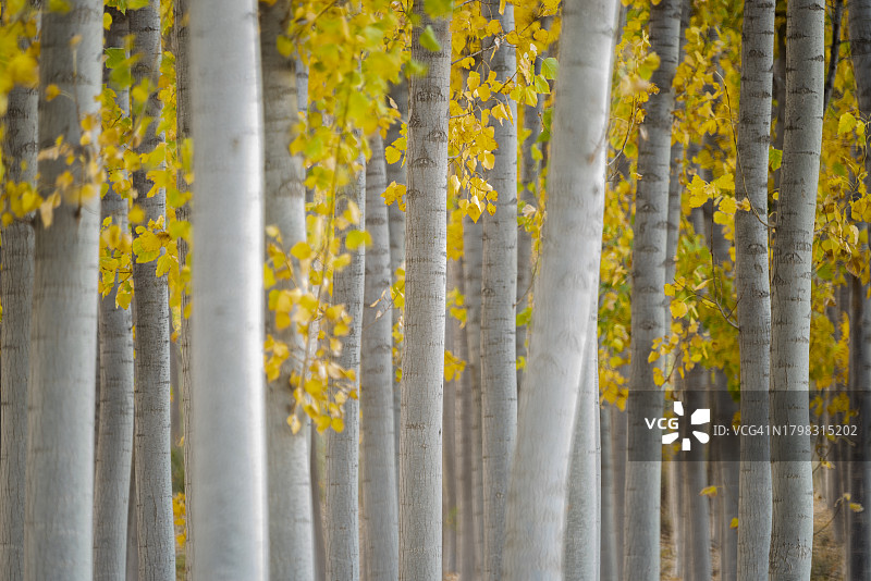 有雾的白杨树林，秋景，焦点位于前景的树干图片素材