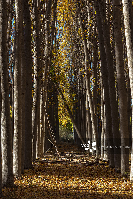黎明时分的白杨树干通道，树木横穿其间，秋季环境图片素材