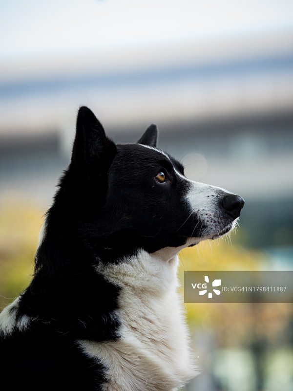 在展览中的卡迪根威尔士柯基犬。摆姿势拍照。美丽而友善的狗。图片素材