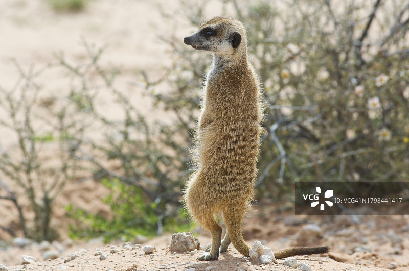 又名 Suricate 的狐獴图片素材