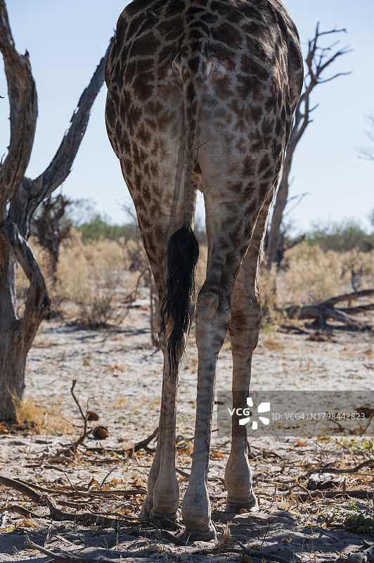 长颈鹿的下半身图片素材